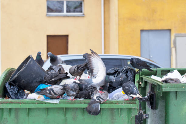 pombos e o risco a saúde